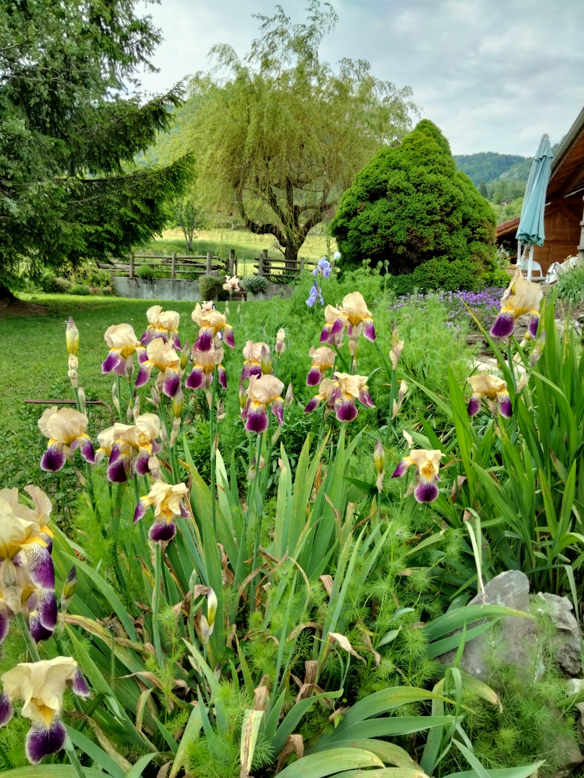 Iris germanica